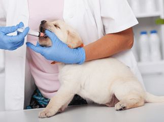 vermifuger son chien